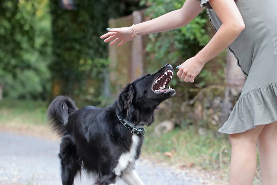 Dog biting women