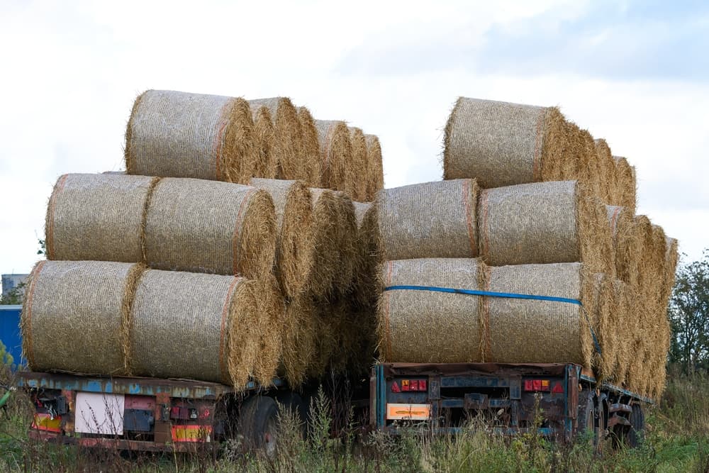 Trailers stacked with rolls of straw, organized and ready for use.