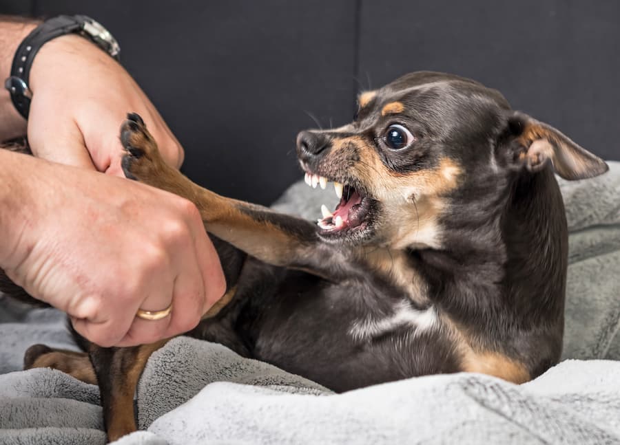 Dog biting hand